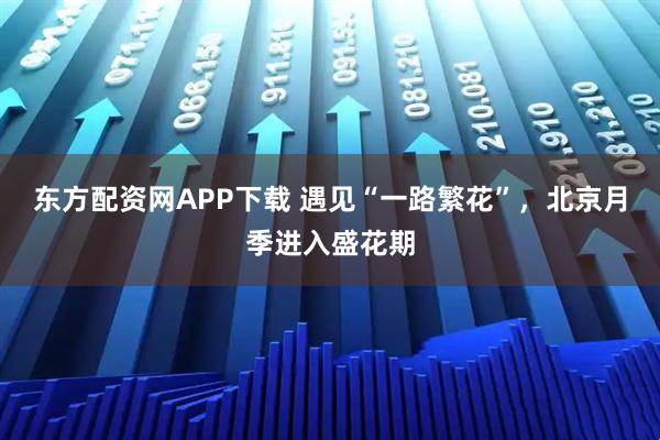 东方配资网APP下载 遇见“一路繁花”，北京月季进入盛花期